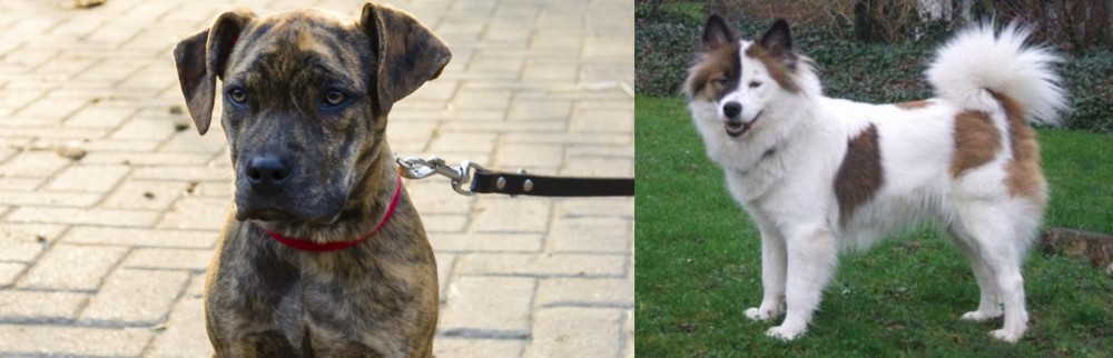 Elo vs Catahoula Bulldog - Breed Comparison