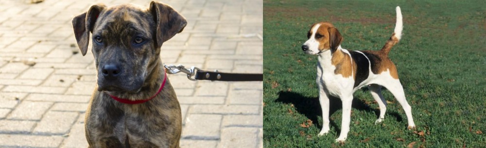 English Foxhound vs Catahoula Bulldog - Breed Comparison