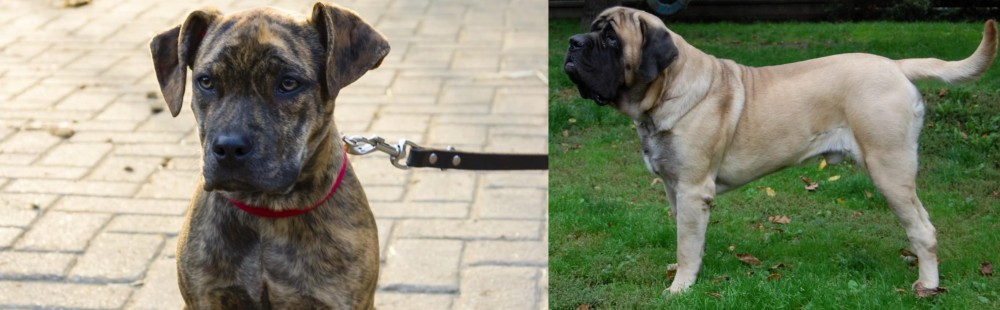 English Mastiff vs Catahoula Bulldog - Breed Comparison