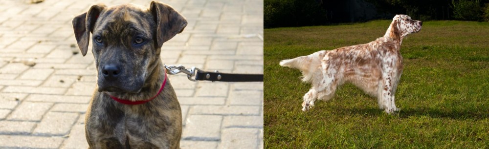 English Setter vs Catahoula Bulldog - Breed Comparison