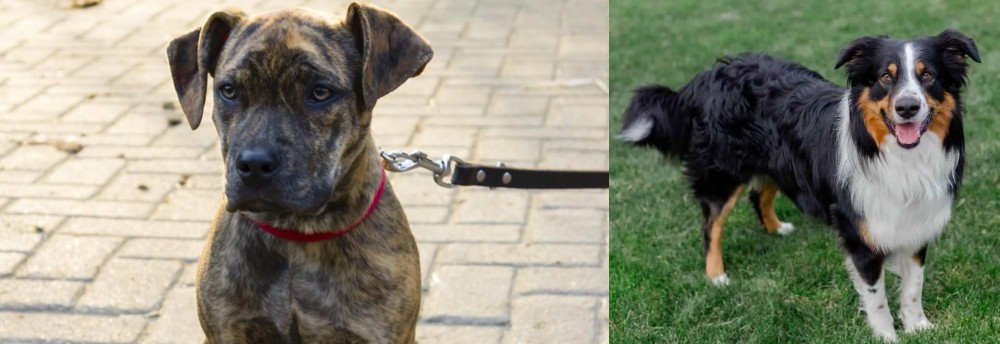 English Shepherd vs Catahoula Bulldog - Breed Comparison