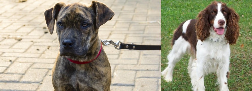 English Springer Spaniel vs Catahoula Bulldog - Breed Comparison