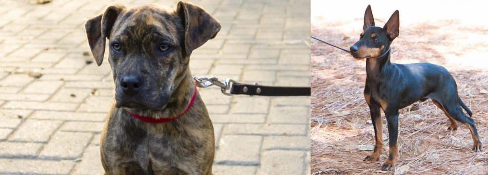 English Toy Terrier (Black & Tan) vs Catahoula Bulldog - Breed Comparison