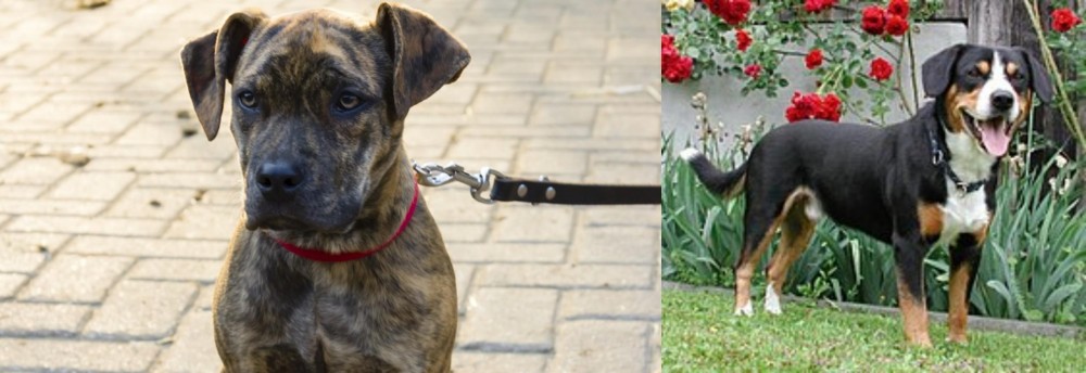 Entlebucher Mountain Dog vs Catahoula Bulldog - Breed Comparison