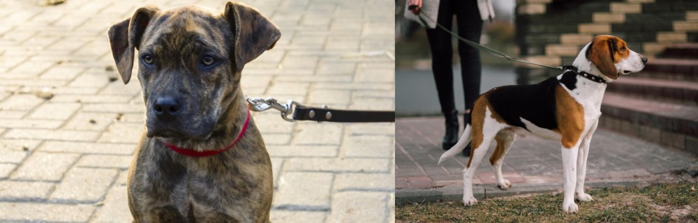 Estonian Hound vs Catahoula Bulldog - Breed Comparison