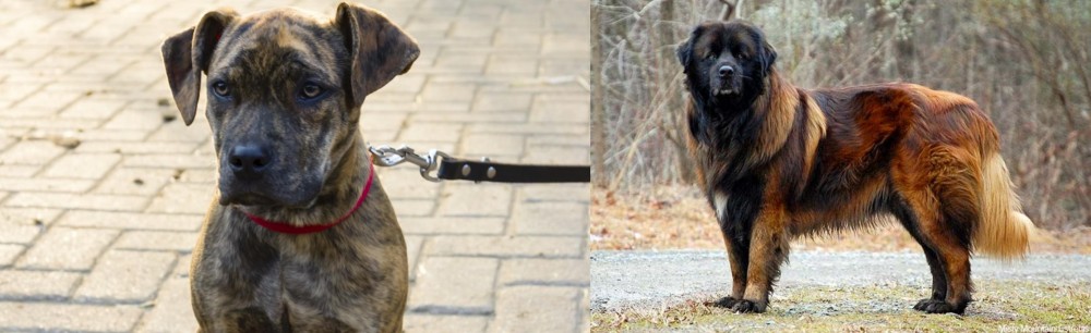 Estrela Mountain Dog vs Catahoula Bulldog - Breed Comparison