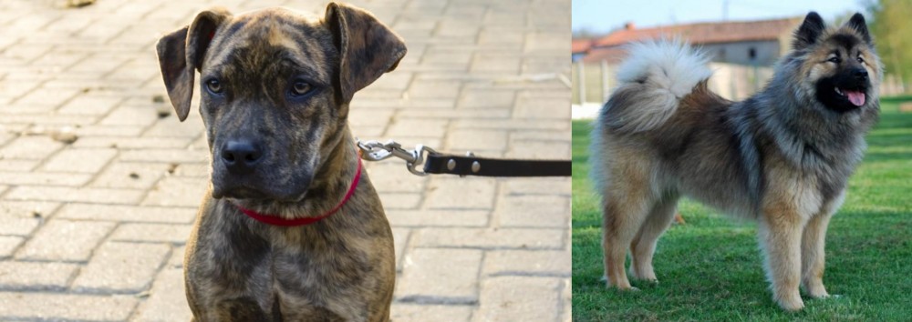 Eurasier vs Catahoula Bulldog - Breed Comparison
