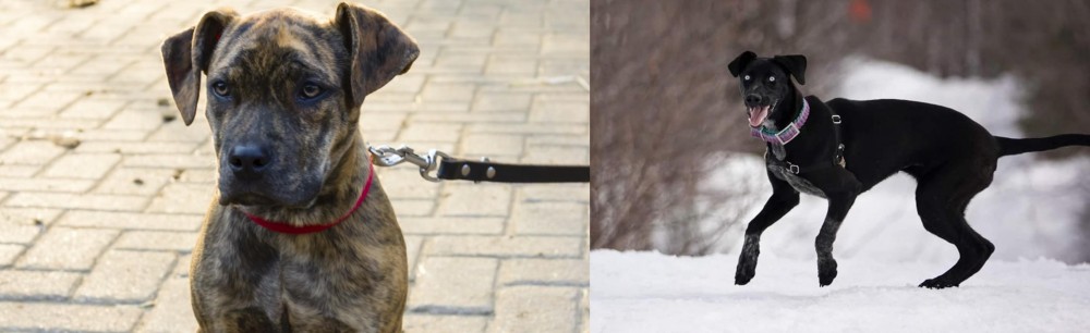 Eurohound vs Catahoula Bulldog - Breed Comparison