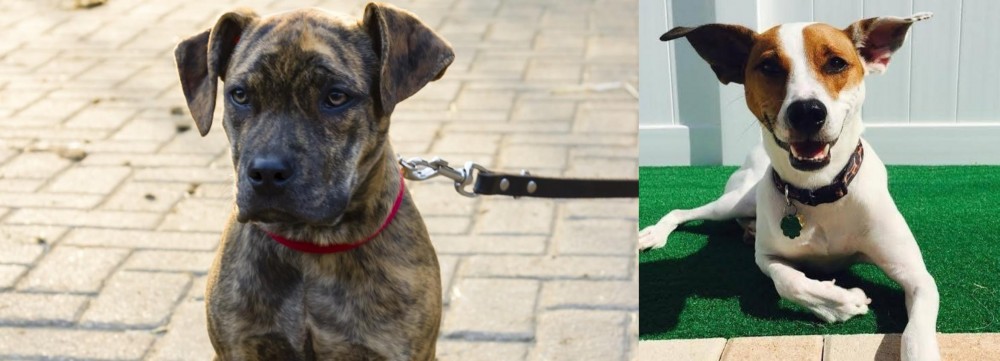 Feist vs Catahoula Bulldog - Breed Comparison
