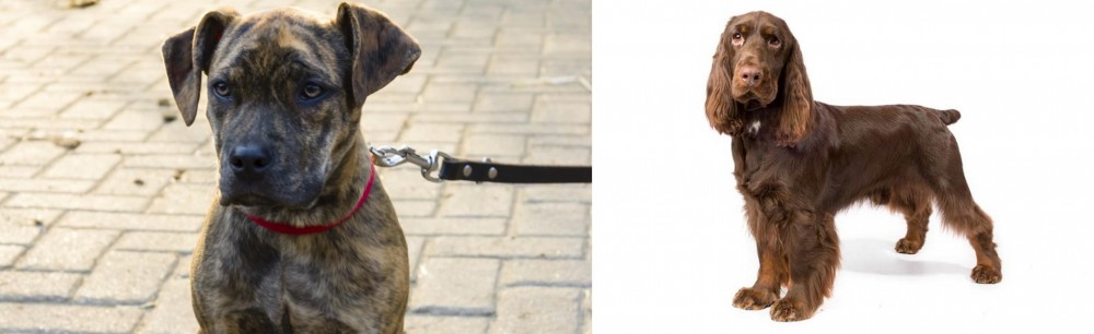 Field Spaniel vs Catahoula Bulldog - Breed Comparison