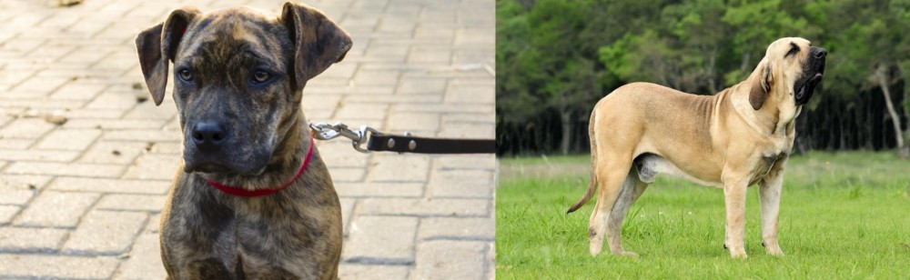 Fila Brasileiro vs Catahoula Bulldog - Breed Comparison