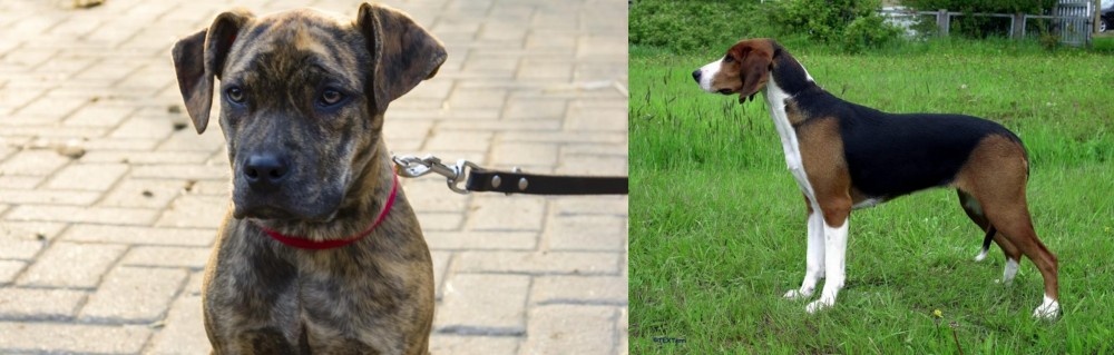 Finnish Hound vs Catahoula Bulldog - Breed Comparison