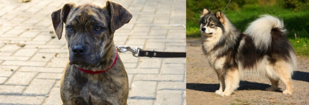 Finnish Lapphund vs Catahoula Bulldog - Breed Comparison