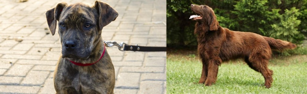 Flat-Coated Retriever vs Catahoula Bulldog - Breed Comparison