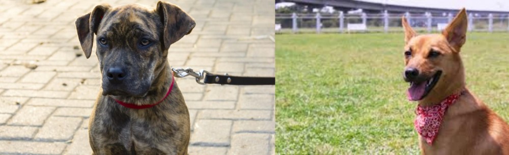 Formosan Mountain Dog vs Catahoula Bulldog - Breed Comparison