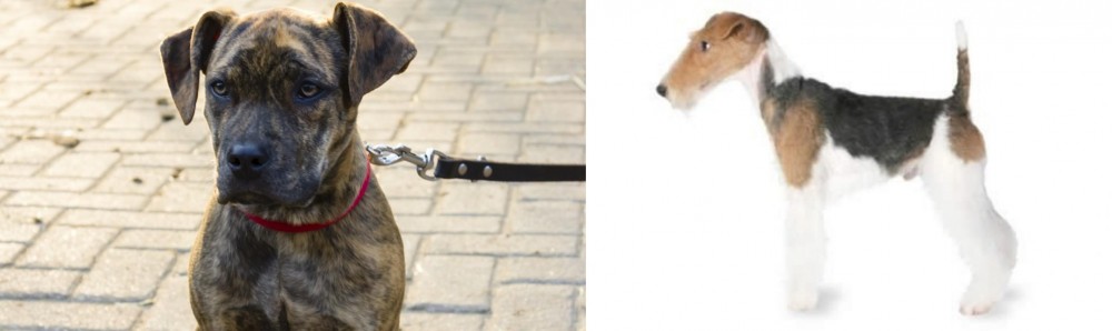 Fox Terrier vs Catahoula Bulldog - Breed Comparison