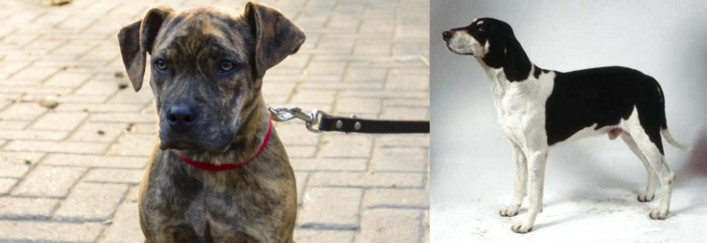 Francais Blanc et Noir vs Catahoula Bulldog - Breed Comparison