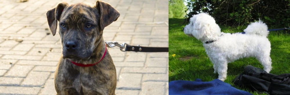 Franzuskaya Bolonka vs Catahoula Bulldog - Breed Comparison