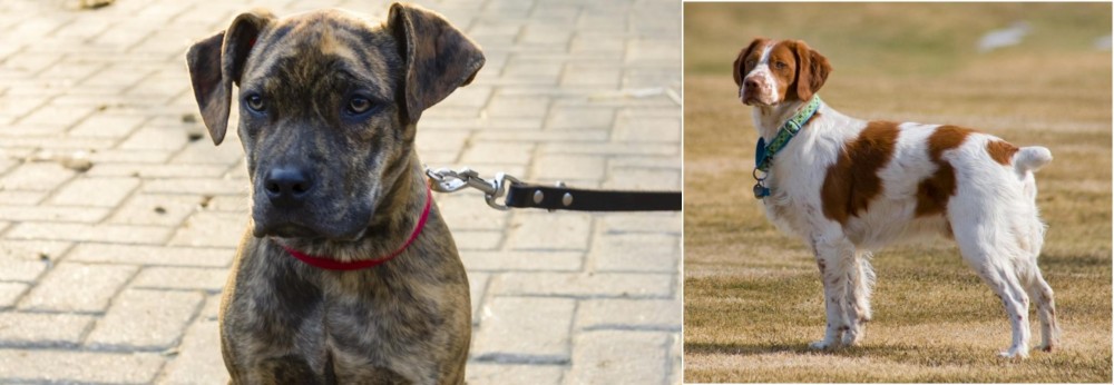 French Brittany vs Catahoula Bulldog - Breed Comparison