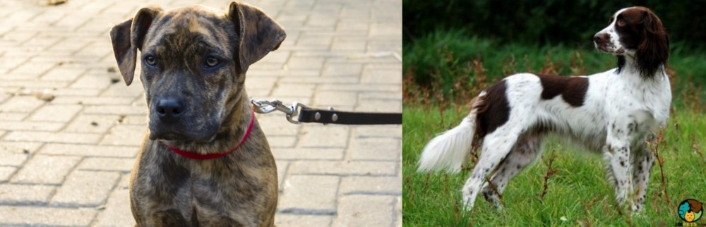 French Spaniel vs Catahoula Bulldog - Breed Comparison