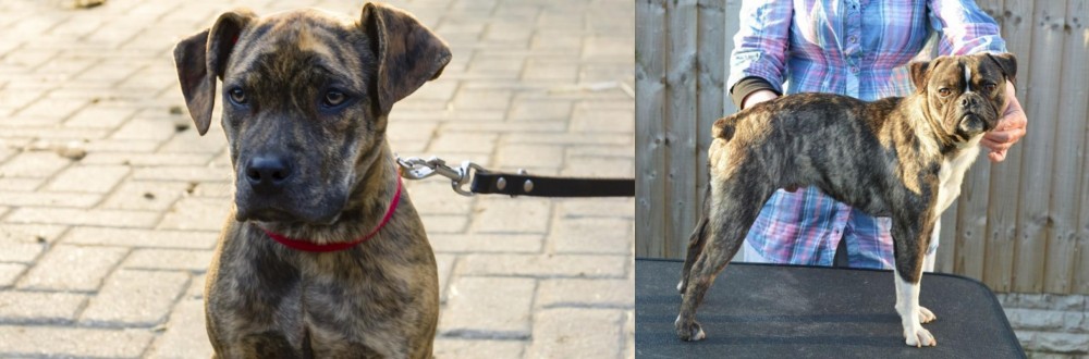 Fruggle vs Catahoula Bulldog - Breed Comparison