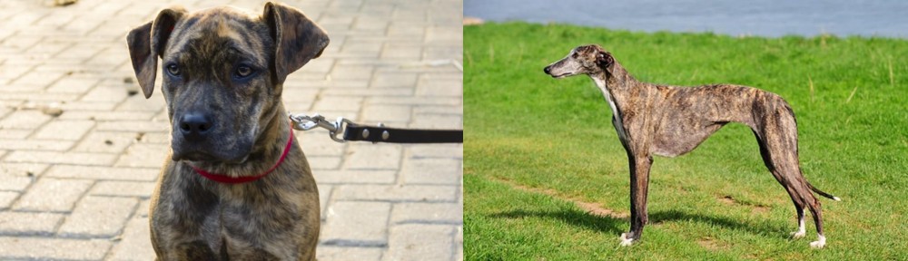 Galgo Espanol vs Catahoula Bulldog - Breed Comparison