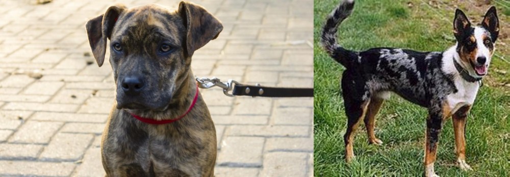 German Coolie vs Catahoula Bulldog - Breed Comparison