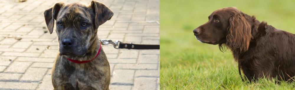 German Longhaired Pointer vs Catahoula Bulldog - Breed Comparison