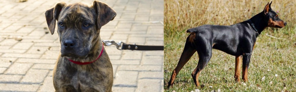 German Pinscher vs Catahoula Bulldog - Breed Comparison