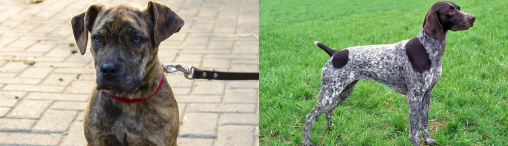German Shorthaired Pointer vs Catahoula Bulldog - Breed Comparison