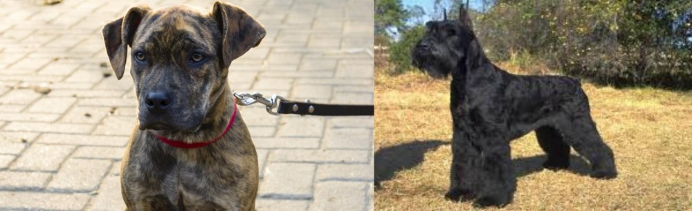 Giant Schnauzer vs Catahoula Bulldog - Breed Comparison