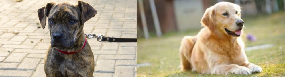 Goldador vs Catahoula Bulldog - Breed Comparison