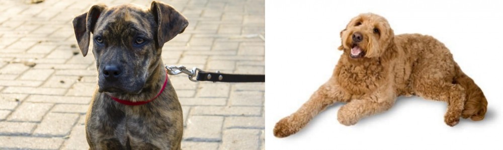 Golden Doodle vs Catahoula Bulldog - Breed Comparison