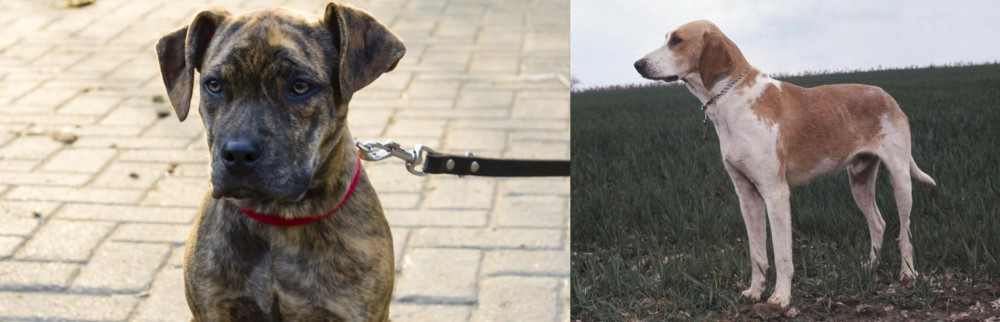 Grand Anglo-Francais Blanc et Orange vs Catahoula Bulldog - Breed Comparison