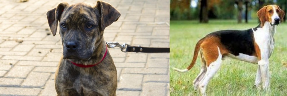Grand Anglo-Francais Tricolore vs Catahoula Bulldog - Breed Comparison