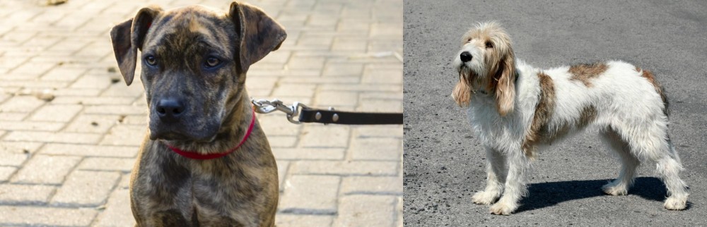 Grand Basset Griffon Vendeen vs Catahoula Bulldog - Breed Comparison