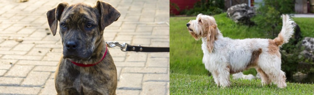 Grand Griffon Vendeen vs Catahoula Bulldog - Breed Comparison