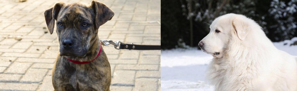 Great Pyrenees vs Catahoula Bulldog - Breed Comparison