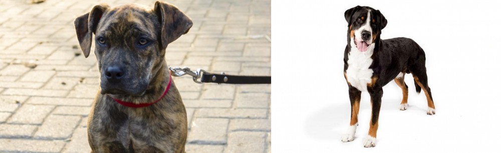 Greater Swiss Mountain Dog vs Catahoula Bulldog - Breed Comparison