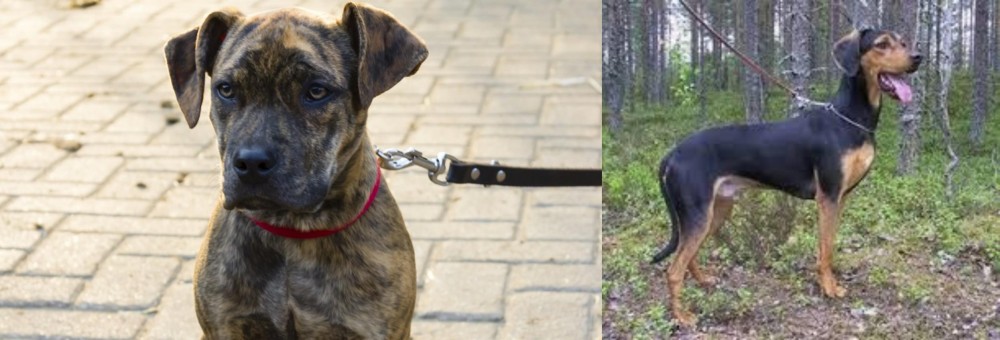 Greek Harehound vs Catahoula Bulldog - Breed Comparison