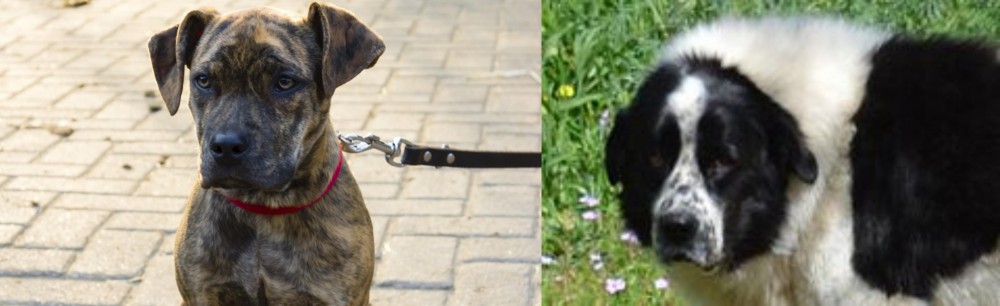 Greek Sheepdog vs Catahoula Bulldog - Breed Comparison