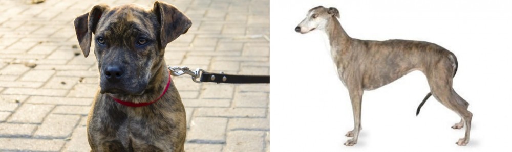 Greyhound vs Catahoula Bulldog - Breed Comparison