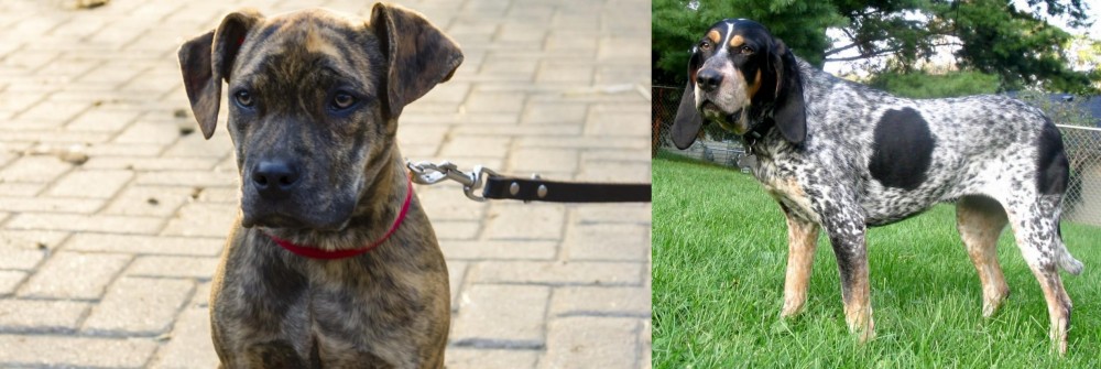 Griffon Bleu de Gascogne vs Catahoula Bulldog - Breed Comparison
