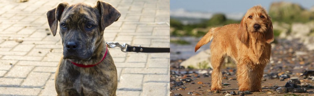 Griffon Fauve de Bretagne vs Catahoula Bulldog - Breed Comparison