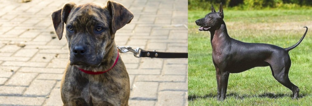 Hairless Khala vs Catahoula Bulldog - Breed Comparison