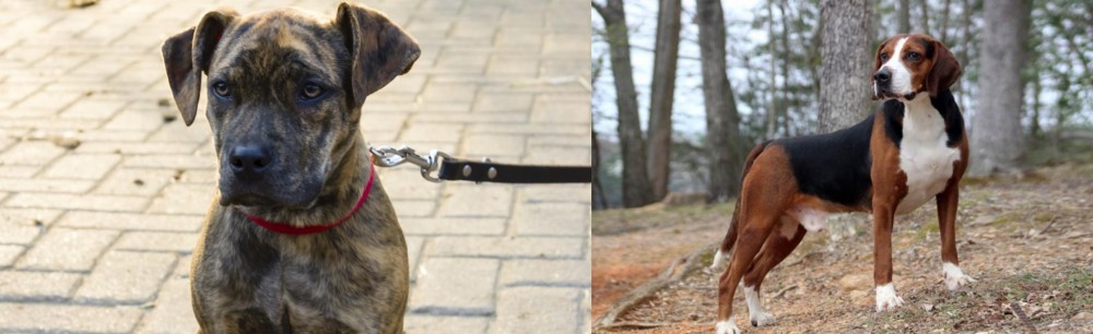 Hamiltonstovare vs Catahoula Bulldog - Breed Comparison