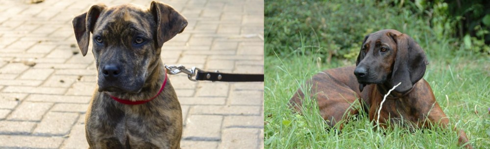 Hanover Hound vs Catahoula Bulldog - Breed Comparison
