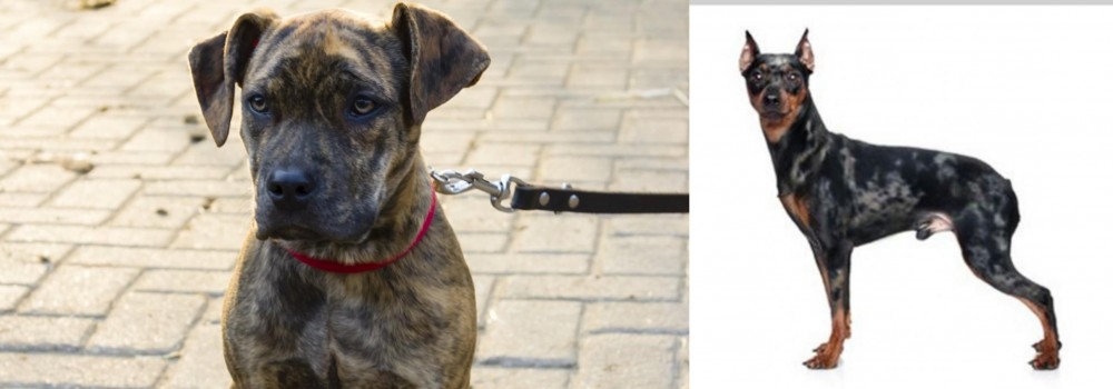 Harlequin Pinscher vs Catahoula Bulldog - Breed Comparison
