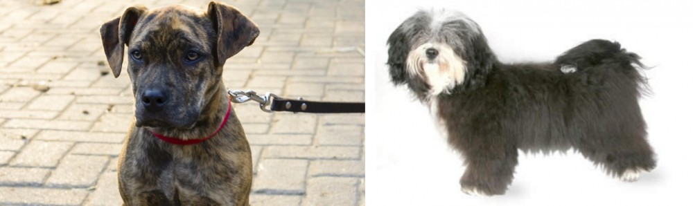 Havanese vs Catahoula Bulldog - Breed Comparison