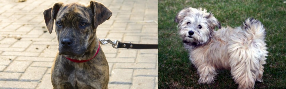 Havapoo vs Catahoula Bulldog - Breed Comparison